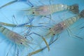 Beautiful giant freshwater prawns closeup