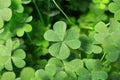 Top view of beautiful green clover leaves, closeup Royalty Free Stock Photo