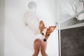 top view of beautiful jack russell dog sitting in shower ready for bath time. Owner woman feet standing besides. Pets indoors at Royalty Free Stock Photo