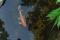 Top view a beautiful koi fish swimming at clear pond in botanic garden near Dallas, Texas, USA Royalty Free Stock Photo