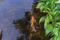 Top view a beautiful koi fish swimming at clear pond in botanic garden near Dallas, Texas, USA Royalty Free Stock Photo