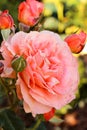 Top view of an apricot - orange Rose Mary Ann