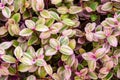 Top view of beautiful leaves of Callisia repens `Pink Lady