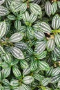Top view of the beautiful leaves of pilea cadierei.Vertical. Selectiv focus