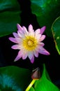 Top view of beautiful lotus flower and leaves in black background Royalty Free Stock Photo