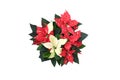 Top view beautiful nature fresh red-white poinsettia flower or christmas star blossom with green foliage leaves on white Royalty Free Stock Photo