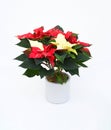 Top view beautiful nature fresh red-white poinsettia flower or christmas star blossom with green foliage leaves put in gray Royalty Free Stock Photo