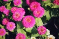 Top view: beautiful pink flowers blooming in spring in Thailand, selective focus