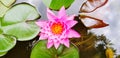 Top view of beautiful pink lotus blooming on water garden Royalty Free Stock Photo