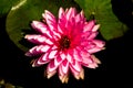 Top view of beautiful pink lotus flower Royalty Free Stock Photo