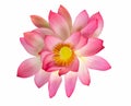 Top view beautiful pink lotus flower isolated on white background Royalty Free Stock Photo