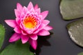 Top view of Beautiful Pink Lotus Royalty Free Stock Photo