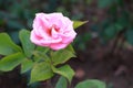 Top view of a beautiful pink rose, blurred green background Royalty Free Stock Photo