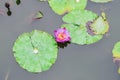 Top view of a beautiful pink waterlily or lotus flower in pond, with frog and snails