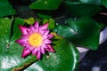 Top view beautiful pink and yellow lotus or water lily flower and green leaves blooming with sunlight Royalty Free Stock Photo