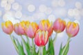 Top view of beautiful pink yellow tulips on blue background. Greeting card. Mother\'s Day. Happy Women\'s Day. Royalty Free Stock Photo