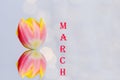 Top view of beautiful pink, yellow tulips on blue background with bokeh. Greeting card. 8 March. Mother`s Day. Happy Women. Royalty Free Stock Photo