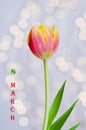 Top view of beautiful pink yellow tulips on blue background. Greeting card. Mother\'s Day. Happy Women\'s Day. Royalty Free Stock Photo