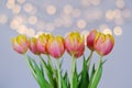 Top view of beautiful pink yellow tulips on blue background. Greeting card. Mother\'s Day. Happy Women\'s Day. Royalty Free Stock Photo