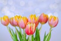 Top view of beautiful pink yellow tulips on blue background. Greeting card. Mother\'s Day. Happy Women\'s Day. Royalty Free Stock Photo