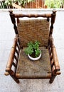 Top view of a beautiful plant with white spots inside a white vase on a beautiful wooden and wicker chair Royalty Free Stock Photo