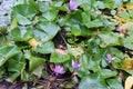 Top view, beautiful purple lotus pond, green leaves, selective focus, outdoor nature concept. Royalty Free Stock Photo
