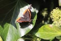 Top view of a beautiful red admiral butterfly on a sunlit plant foliage Royalty Free Stock Photo