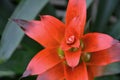 Top view of beautiful red bromeliad flower