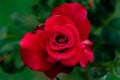 Top view of beautiful red rose with dew drops on a petals in front of blurry dark green background. beauty concept Royalty Free Stock Photo