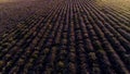 Top view of beautiful rows of lavender field. Shot. Purple lavender bushes in farmer`s field. Beautiful and healing Royalty Free Stock Photo