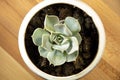 Top view of a beautiful succulent house plant in a small pot Royalty Free Stock Photo