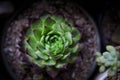 Top view of beautiful succulent in planting pot