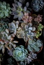 Top view of beautiful succulent in planting pot