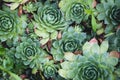 Top view of beautiful succulents at the garden.