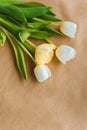 top view of beautiful tender tulip flowers with green leaves