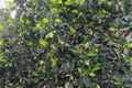 Top view of a beautiful tree with dark greenish wide leaves and light greenish lengthy fruits