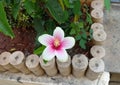 Top view of beautiful and vibrant pink Hibiscus flower bloomed in the garden in Pune, Maharashtra, India Royalty Free Stock Photo