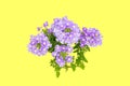 Top view beautiful violet verveine or verbena grandiflora flower with green leaves on white background with space for text. Sweet Royalty Free Stock Photo