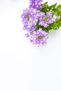 Top view beautiful violet verveine or verbena grandiflora flower with green leaves on white background with space for text. Sweet Royalty Free Stock Photo