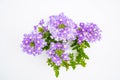 Top view beautiful violet verveine or verbena grandiflora flower with green leaves on white background with space for text. Sweet Royalty Free Stock Photo