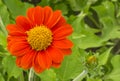 Top view of beautiful vivid red petals of Mexican sunflower is flowering plant in Asteraceae family, known as the tree marigold or Royalty Free Stock Photo