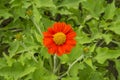 Top view of beautiful vivid red petals of Mexican sunflower is flowering plant in Asteraceae family, known as the tree marigold or Royalty Free Stock Photo