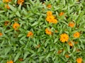 Top view beautiful yellow flower in garden. Royalty Free Stock Photo