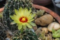 Beautiful petals and pollens of cactus Royalty Free Stock Photo