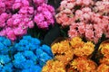 The top view, the beauty of the pink, blue, orange, red flowers in the flower shop  Images for backgrounds Royalty Free Stock Photo