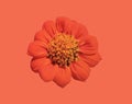 Top view, Beauytful single orange zinnia flower blossom blooming isolated on raspberry background for stock photo or illustration Royalty Free Stock Photo