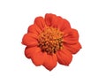 Top view, Beauytful single orange zinnia flower blossom blooming isolated on white background for stock photo or illustration, Royalty Free Stock Photo