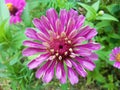 Top view, Beauytful single violet zinnia flower blossom blooming on three blurred green leaf background for stock photo or