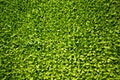 Top view, close-up, beds of green seedlings, background Royalty Free Stock Photo