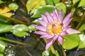 Top view bee on pink lotus flower in pond. Bee are collecting for nectar from water lily pollen Royalty Free Stock Photo